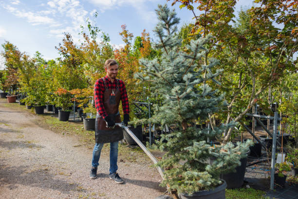 Best Professional Tree Care  in Sunnyvale, CA